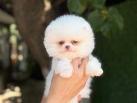 Sağlık Ve Irk Garantili Pomeranian Köpeği