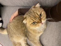Scottish fold kedimiz Bademi ücretsiz sahiplendiriyoruz