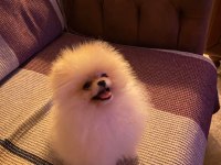 6 Aylık Kız Ayı Surat Pomeranian