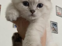 British shorthair yavrular