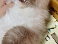 Ragdoll seal mitted erkek yavrum ailesini arıyor