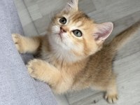 Ny11 Safkan British Shorthair Golden Bebek