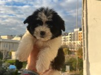 Maltipoo bebekler