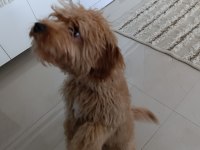 Toy poodle ve maltipoo köpeklerimizi sahiplendirme