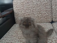 BRİTİSH LONGHAİR ERKEK YAVRUMUZ