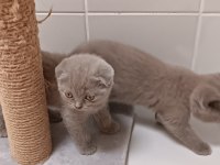 Safkan british ve scottish fold yavrular