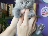 Sahiplendirme british shorthair
