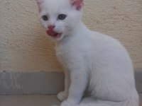 3 adet beyaz yavrular