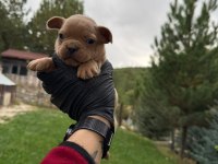 Blue tan french bulldog yavrular