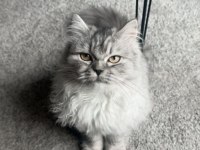 British longhair kedimiz