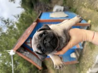 Pug bebeklerimiz
