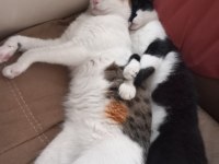 9 aylık dişi sevgi dolu kısır kedimiz için yuva