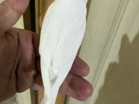 29 GÜNLÜK ALBİNO DİŞİ BEBEK MUHABBET KUŞU