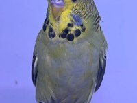 Bebek Jumbo ve Show Jumbo Muhabbet Kuşlar