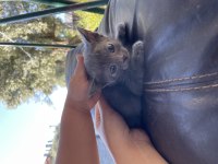 40 günlük yavru british shorthair