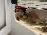 2 yaşında çin aslanı kızımızı sahiplendiriyoruz