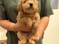 Teslime Hazır Maltipoo Yavrularımız