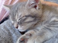 British shorthair erkek