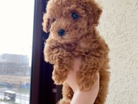 Toy poodle bebeklerimiz