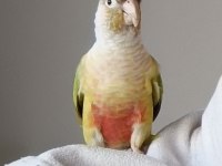 Pineapple Conure