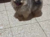 Pomeranian yavrularımız