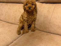 Orjinal Toy Poodle Yavruları Aşılı Yasal Satış Belgeli