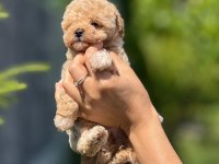 Minik ve Şirin Teacup Maltipoo