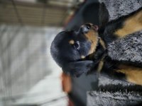 Extrim 2 Aylik Dişi Rottweiler