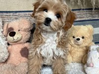 Mükemmel Kalite Maltipoo Bebekler