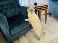 Scottish fold ömürlük yuvasını arıyoruz