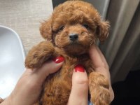 Toy poodle bebekler Kore