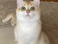 Şecereli British Shorthair Golden Erkek Yavru