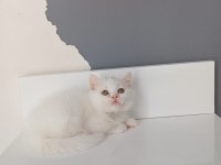 Beyaz saf kan british shorthair kedimiz