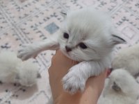 Safkan british longhair silver point yavrular