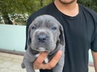 Üretim çiftliğimizden Üst kalite Cane Corso yavrular