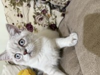 Erkek british shorthair beyaz