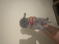 Scottish fold kedilerimiz