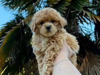 Ayıcık Surat Light Apricot Toy Poodle Bebeğim