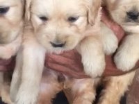 Golden retriever köpeği yavrular