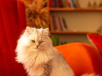 11 aylık kızıma çiftleştirmek için erkek kedi arıyorum