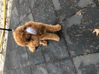 7 aylık poodle sahiplendirilecektir