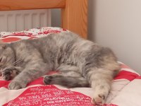 7 aylık scottish fold bebek için yuva aranıyor