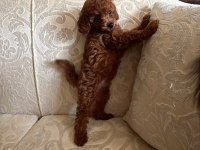 KÜÇÜK POODLE ŞEKERLER