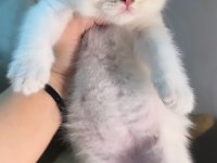 British Shorthair Golden Point Erkek
