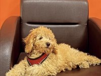 4 AYLIK TUVALET EĞİTİMLİ SEVİMLİ POODLE