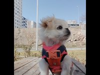 Safkan Çin Pekinez Yavrusu