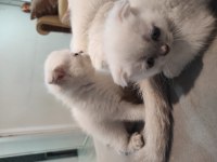 Blue point scottish fold
