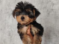 Yorkshire terrier kızlar