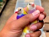 Goldıan finch takım kuşlar
