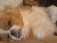 Dişi Pekingese